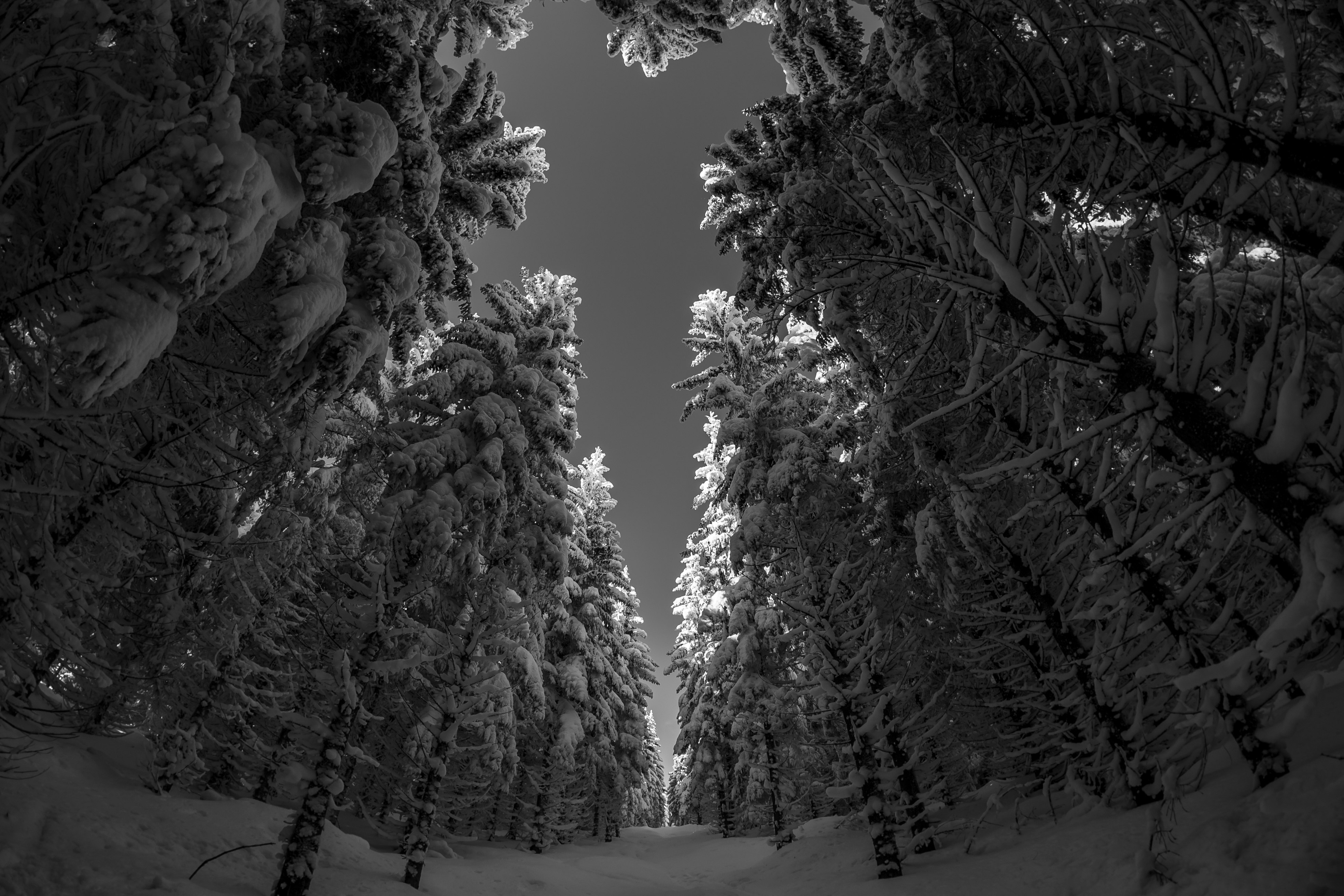 grayscale photo of trees covered with snow